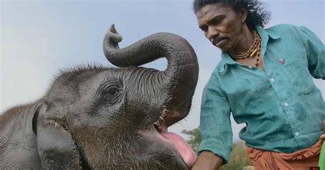 The Elephant Whisperers: Netflix's Short Documentary Gets Shortlisted For 95Th Oscar Awards