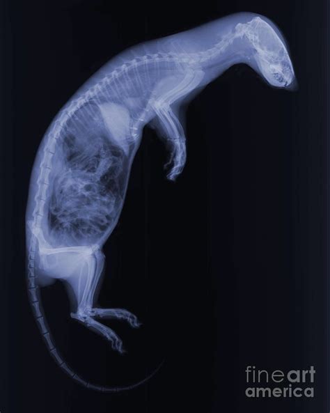 Some Neat X Rays Of Some Neat Animals Album On Imgur Animals X Ray