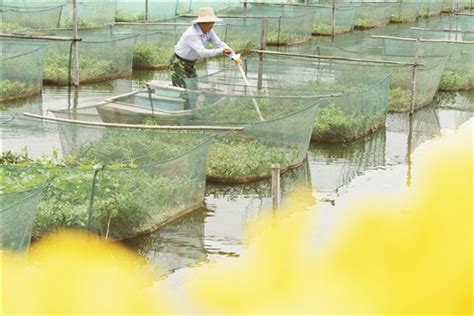 养黄鳝 促增收 焦点图 精准扶贫 华声在线