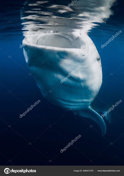 Whale Shark Eating Plankton Giant Whale Shark Swimming Underwater Blue ...