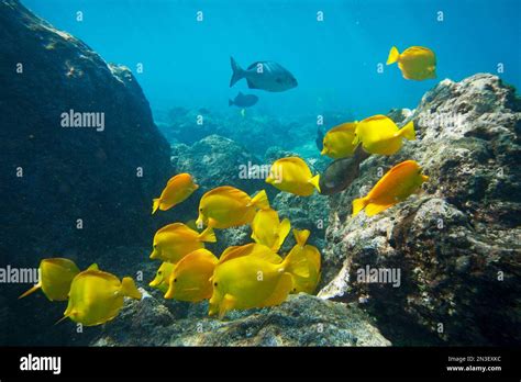 School Of Yellow Tangs Hi Res Stock Photography And Images Alamy