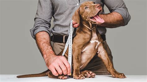 Garrese Del Cane Tutto Quello Che Dovresti Sapere Cani Da Amare