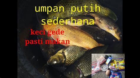 Umpan Putih Ikan Mas 2020 Gass Poll 100 Gacor Umpan Putih Ikan Mas