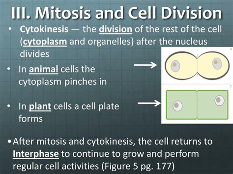 Ppt Cell Division And Mitosis Powerpoint Presentation Free Download Id6494730