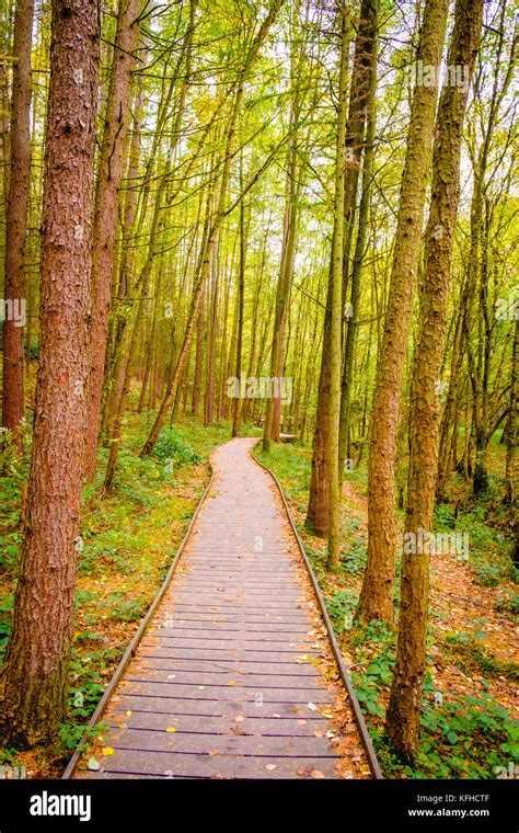 A Path Through The Woods At At Newmillerdam Wakefield West Yorkshire