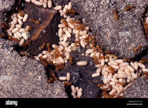 Red Ants Nest, UK Stock Photo - Alamy