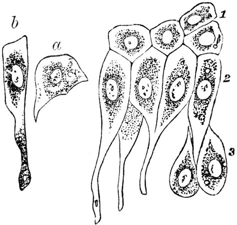 Epithelium of the Bladder | ClipArt ETC