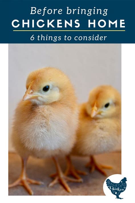 Things To Consider Before Getting Chickens Chicken Names Urban