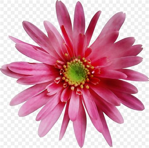 Flower Flowering Plant Barberton Daisy Petal Pink PNG 1200x1193px