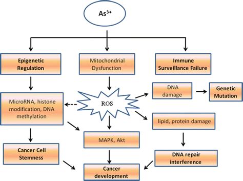 Underlying Mechanisms Of Arsenic Induced Malignant Transformation