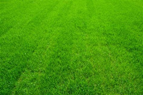 Free Beautiful Lawn Cliparts, Download Free Beautiful Lawn Cliparts png ...