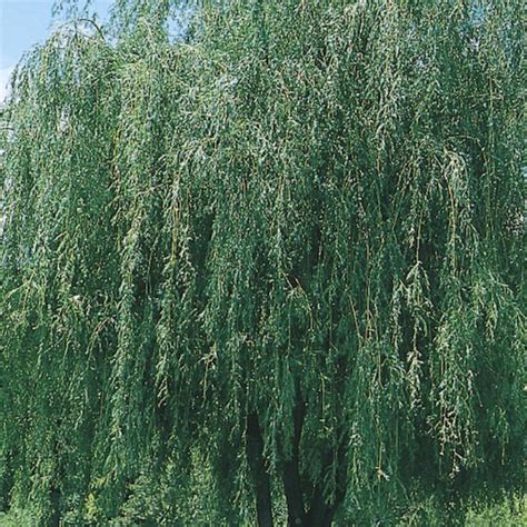 Weeping Willow Salix Prairie Cascade 202 Tree Center