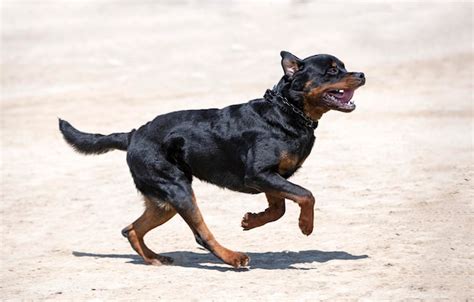 Premium Photo | Training of rottweiler