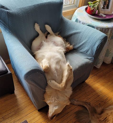 Upside down puppy nap? | Puppies, Nap, Canine