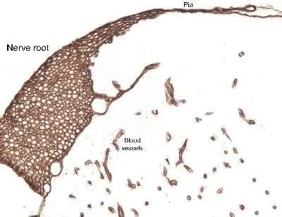 Laminin Gtx Genetex