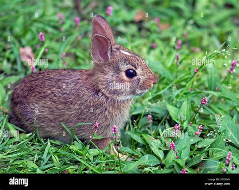 Cottontail Rabbit Stock Photo - Alamy