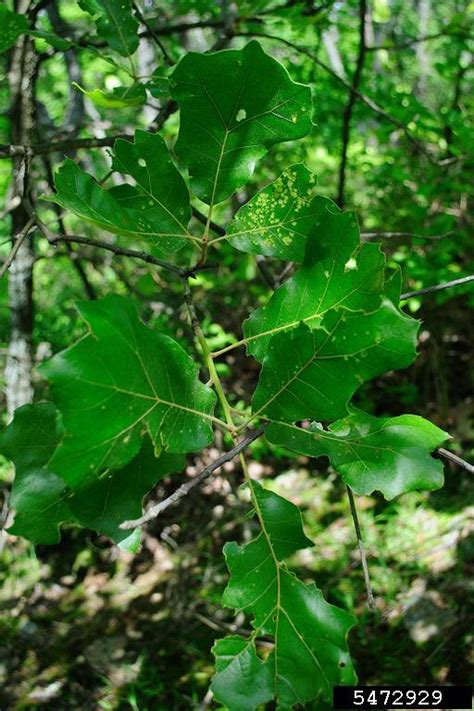 Blackjack Oak Quercus Marilandica