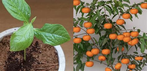 How To Grow Persimmons From Seed A Detailed Guide For Pot Cultivation Organic Life Tips