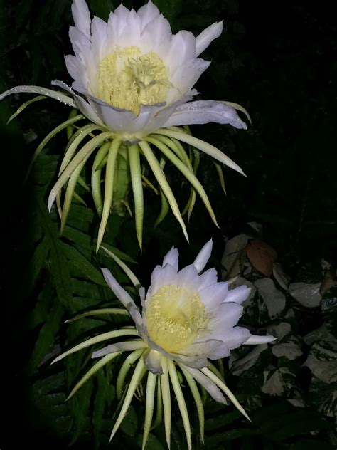 Dragon Fruit Cactus Flowers | naturetime