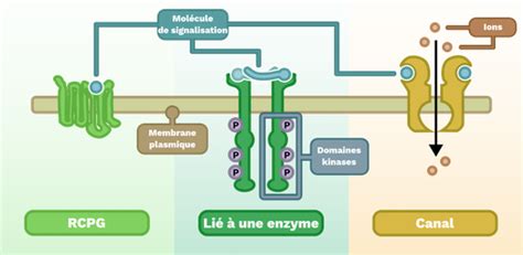 Les récepteurs de surface cellulaire Labster