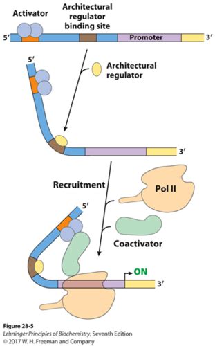 Eukaryotic Transcription Factors Flashcards | Quizlet