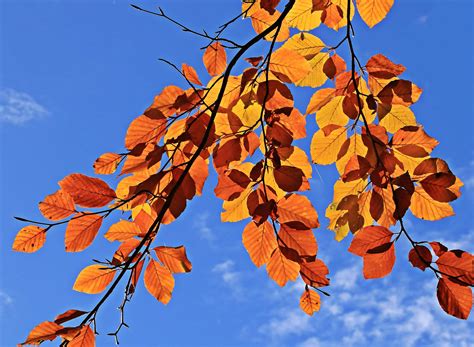 Kostenlose Bild Baum Ast Pflanze Herbst Blauer Himmel Wald Braun