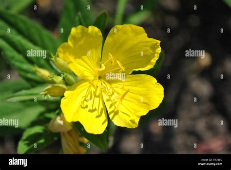 Oenothera Biennis Common Evening Primrose Evening Star Sun Drop