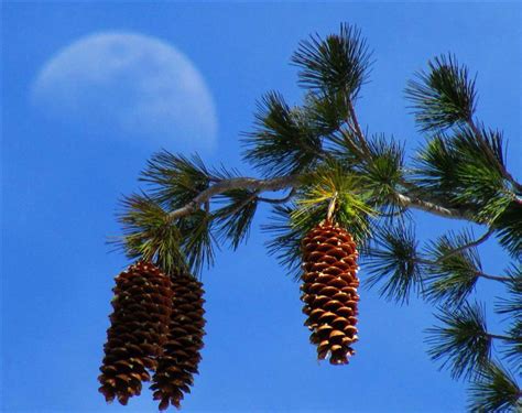 Sugar Pine Plantings - Tahoe Mountain Culture