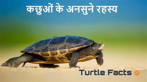 कछुओं के अनोखे राज रोचक तथ्य जो आपको चकित कर देंगे Amazing Facts