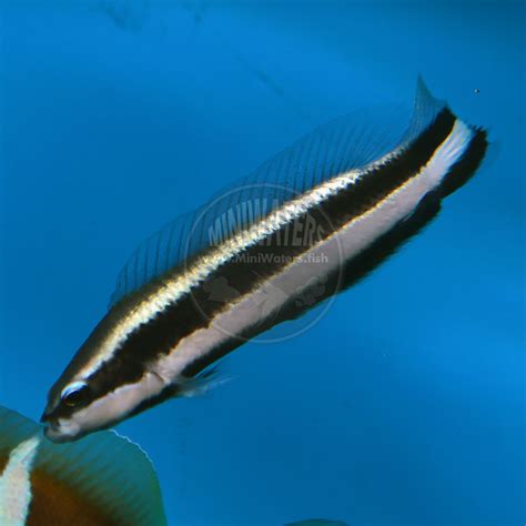 Pseudochromis Sankeyi Striped Dottyback Captive Bred Shop