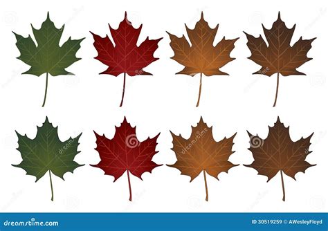 Maple Leaves-Sugar And Norway Royalty Free Stock Images - Image: 30519259