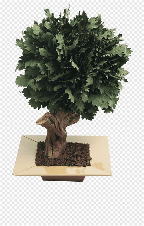 Chinese Sweet Plum Flowerpot Sageretia Quercus Bonsai Sageretia