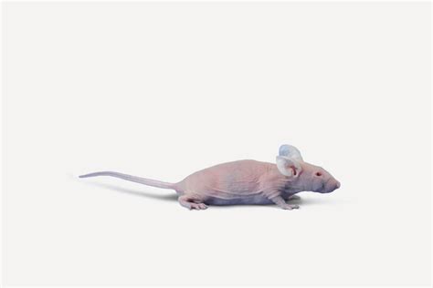 Athymic Nude Immundeficient Mouse Janvier Labs