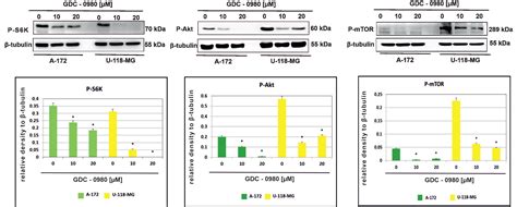 Novel Dual Pi K Mtor Inhibitor Apitolisib Gdc Inhibits Growth