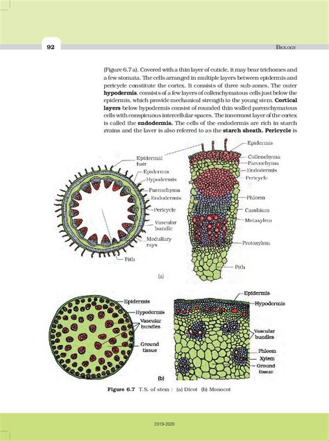 Up Board Book Class 11 Biology Chapter 6 Anatomy Of Flowering Plants