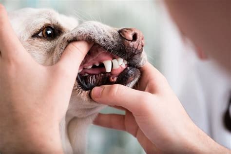 Periodontal Disease In Dogs Little Miami Veterinary Services