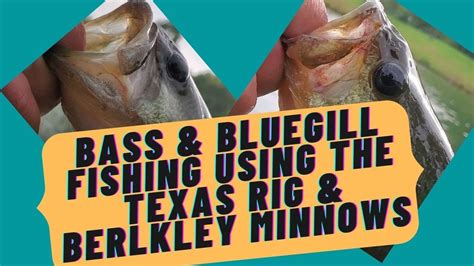 Bass And Bluegill Fishing Using The Texas Rig Berkley Gulp Minnows