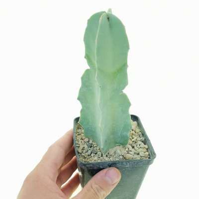 Caralluma Penicillata Giromagi Cactus And Succulents Buy Plants Online