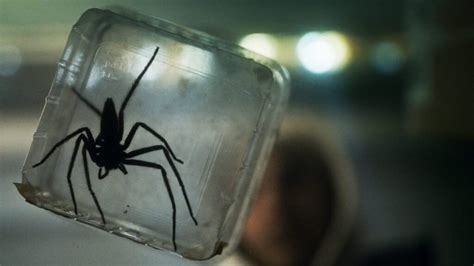 Infestação um filme de terror aranhas e uma mensagem mais profunda