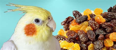 Can Birds Eat Raisins The Dos And Don Ts