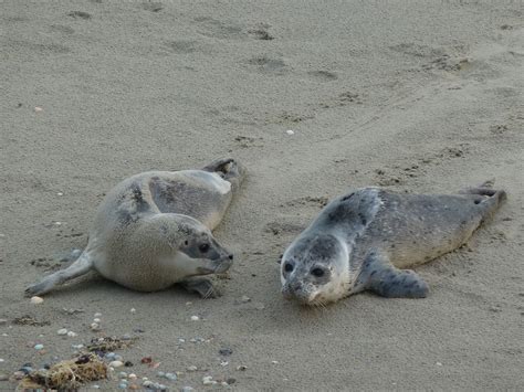 Robben Und Wale Vor Borkum Borkum De