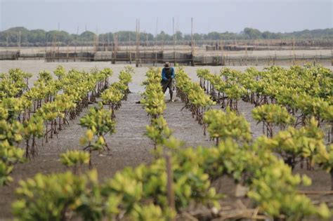 Ribu Hektar Hutan Mangrove Direhabilitasi