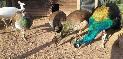 Indian Blue Blue Black Shoulder Peacock Peafowl Eggs Ebay