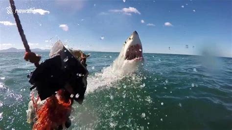 Watch A Great White Shark Lunge Right At A Gopro Camera As It Launches