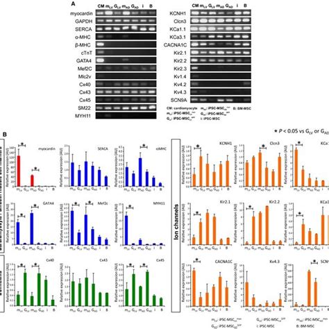 Gene Expression Analysis Of Myocardin Expressing IPSC MSC A Results