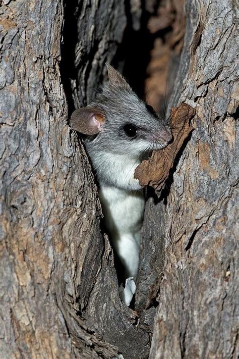 Black-tailed Tree Rat Photograph by Tony Camacho