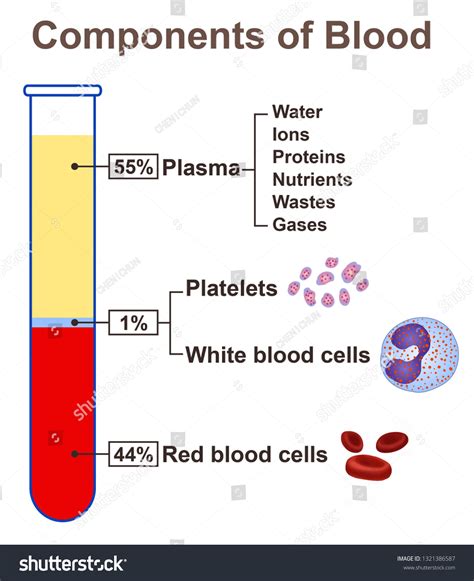 Blood Components Illustration Bilder Stockfotos Und Vektorgrafiken