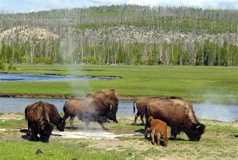 March 1 — Yellowstone National Park Established 1872 Today In