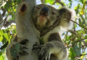 Koala Anatomy – the KOALA