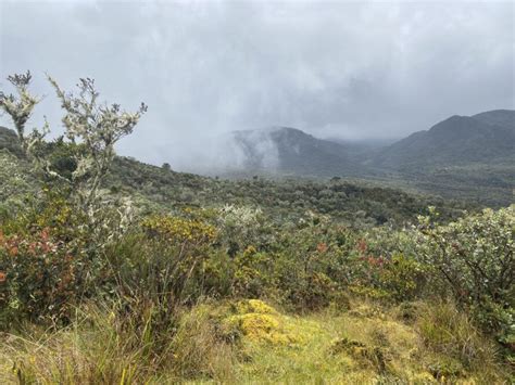 The P Ramo Ecosystem In Colombia S Chingaza National Park